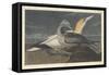 Gannet, 1836-John James Audubon-Framed Stretched Canvas