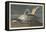 Gannet, 1836-John James Audubon-Framed Stretched Canvas