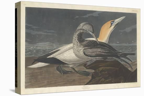 Gannet, 1836-John James Audubon-Stretched Canvas