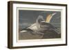 Gannet, 1836-John James Audubon-Framed Giclee Print