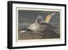 Gannet, 1836-John James Audubon-Framed Giclee Print