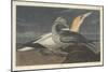 Gannet, 1836-John James Audubon-Mounted Giclee Print