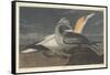 Gannet, 1836-John James Audubon-Framed Stretched Canvas