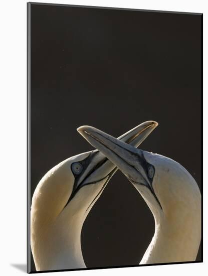 Gannet breeding pair during courtship ritual, Saltee Islands-Andrew Parkinson-Mounted Photographic Print