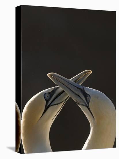 Gannet breeding pair during courtship ritual, Saltee Islands-Andrew Parkinson-Stretched Canvas