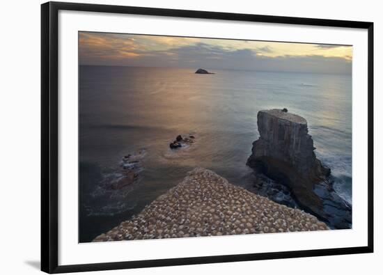 Gannet Colony Breeding Colony of the Australasian-null-Framed Photographic Print