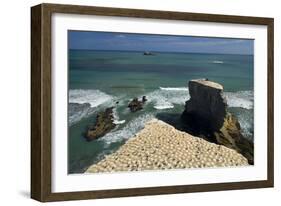 Gannet Colony Breeding Colony of the Australasian-null-Framed Photographic Print