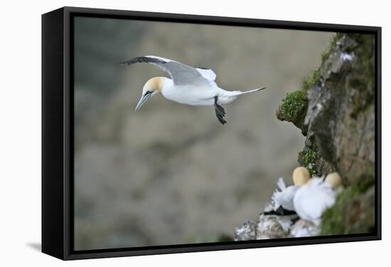 Gannet in Flight Departing from Breeding Colony-null-Framed Stretched Canvas