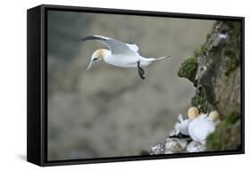 Gannet in Flight Departing from Breeding Colony-null-Framed Stretched Canvas