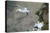 Gannet in Flight Departing from Breeding Colony-null-Stretched Canvas