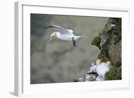 Gannet in Flight Departing from Breeding Colony-null-Framed Photographic Print