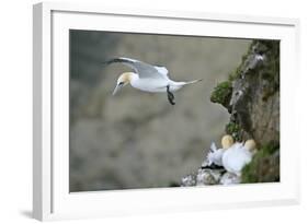 Gannet in Flight Departing from Breeding Colony-null-Framed Photographic Print