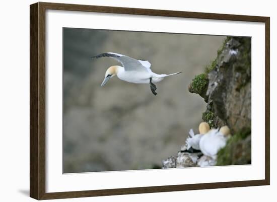 Gannet in Flight Departing from Breeding Colony-null-Framed Photographic Print