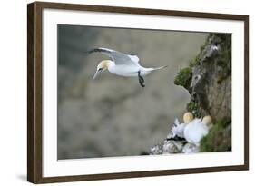 Gannet in Flight Departing from Breeding Colony-null-Framed Photographic Print