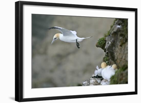 Gannet in Flight Departing from Breeding Colony-null-Framed Photographic Print