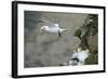 Gannet in Flight Departing from Breeding Colony-null-Framed Photographic Print