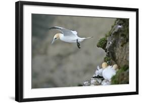 Gannet in Flight Departing from Breeding Colony-null-Framed Photographic Print