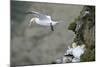 Gannet in Flight Departing from Breeding Colony-null-Mounted Photographic Print