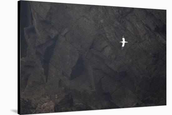 Gannet in Flight (Morus Bassanus) Against Cliff Face, Hermaness Nnr, Unst, Shetland, Scotland, June-Peter Cairns-Stretched Canvas