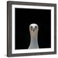 Gannet (Morus Bassanus) Adult Portrait. Shetland Islands, Scotland, UK, September-Andy Parkinson-Framed Photographic Print