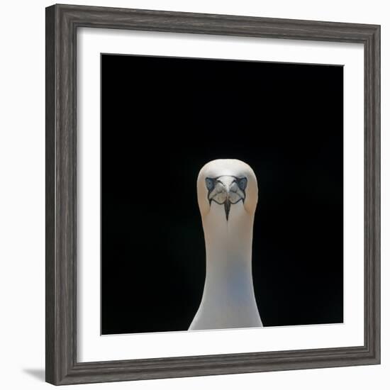 Gannet (Morus Bassanus) Adult Portrait. Shetland Islands, Scotland, UK, September-Andy Parkinson-Framed Photographic Print