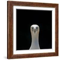 Gannet (Morus Bassanus) Adult Portrait. Shetland Islands, Scotland, UK, September-Andy Parkinson-Framed Photographic Print