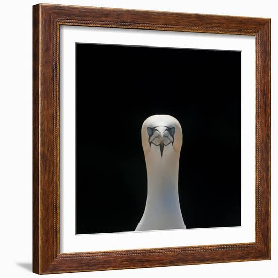 Gannet (Morus Bassanus) Adult Portrait. Shetland Islands, Scotland, UK, September-Andy Parkinson-Framed Photographic Print