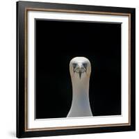 Gannet (Morus Bassanus) Adult Portrait. Shetland Islands, Scotland, UK, September-Andy Parkinson-Framed Photographic Print