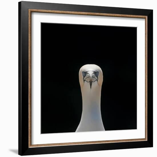 Gannet (Morus Bassanus) Adult Portrait. Shetland Islands, Scotland, UK, September-Andy Parkinson-Framed Photographic Print