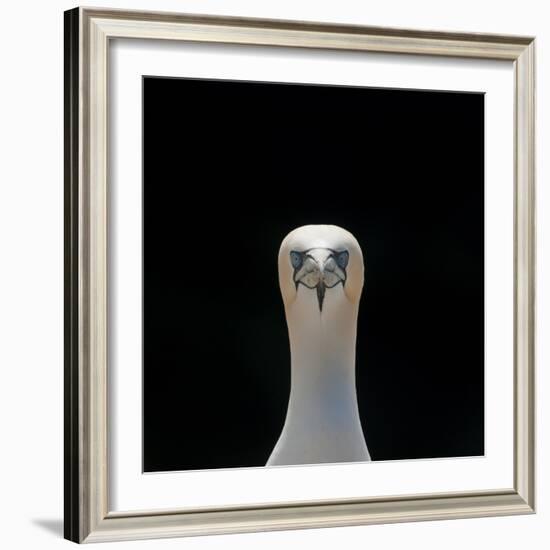 Gannet (Morus Bassanus) Adult Portrait. Shetland Islands, Scotland, UK, September-Andy Parkinson-Framed Photographic Print