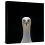 Gannet (Morus Bassanus) Adult Portrait. Shetland Islands, Scotland, UK, September-Andy Parkinson-Stretched Canvas