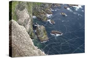 Gannet (Morus Bassanus) Breeding Colony Flight Trails. Hermaness Nnr, Shetland, Scotland, UK-Peter Cairns-Stretched Canvas