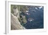 Gannet (Morus Bassanus) Breeding Colony Flight Trails. Hermaness Nnr, Shetland, Scotland, UK-Peter Cairns-Framed Photographic Print