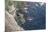 Gannet (Morus Bassanus) Breeding Colony Flight Trails. Hermaness Nnr, Shetland, Scotland, UK-Peter Cairns-Mounted Photographic Print