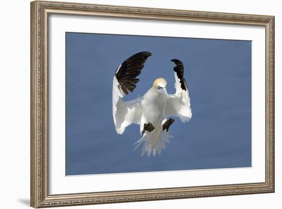 Gannet (Morus Bassanus) Landing In Colony, Bass Rock, Scotland, UK, July-Michel Poinsignon-Framed Photographic Print