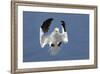 Gannet (Morus Bassanus) Landing In Colony, Bass Rock, Scotland, UK, July-Michel Poinsignon-Framed Photographic Print