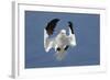 Gannet (Morus Bassanus) Landing In Colony, Bass Rock, Scotland, UK, July-Michel Poinsignon-Framed Photographic Print