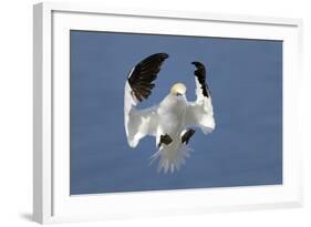 Gannet (Morus Bassanus) Landing In Colony, Bass Rock, Scotland, UK, July-Michel Poinsignon-Framed Photographic Print