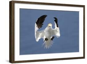 Gannet (Morus Bassanus) Landing In Colony, Bass Rock, Scotland, UK, July-Michel Poinsignon-Framed Photographic Print