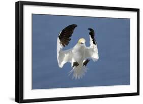 Gannet (Morus Bassanus) Landing In Colony, Bass Rock, Scotland, UK, July-Michel Poinsignon-Framed Photographic Print