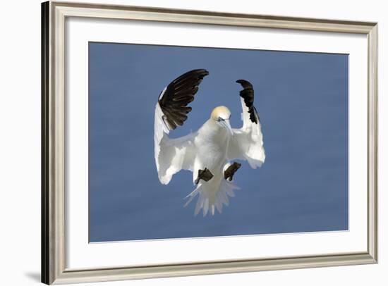 Gannet (Morus Bassanus) Landing In Colony, Bass Rock, Scotland, UK, July-Michel Poinsignon-Framed Photographic Print