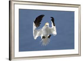 Gannet (Morus Bassanus) Landing In Colony, Bass Rock, Scotland, UK, July-Michel Poinsignon-Framed Photographic Print