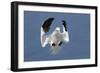 Gannet (Morus Bassanus) Landing In Colony, Bass Rock, Scotland, UK, July-Michel Poinsignon-Framed Photographic Print