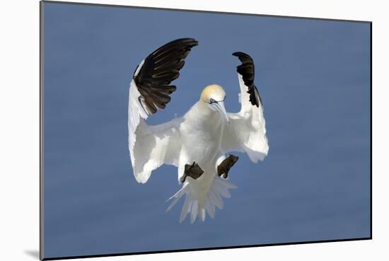 Gannet (Morus Bassanus) Landing In Colony, Bass Rock, Scotland, UK, July-Michel Poinsignon-Mounted Photographic Print