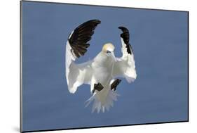 Gannet (Morus Bassanus) Landing In Colony, Bass Rock, Scotland, UK, July-Michel Poinsignon-Mounted Photographic Print