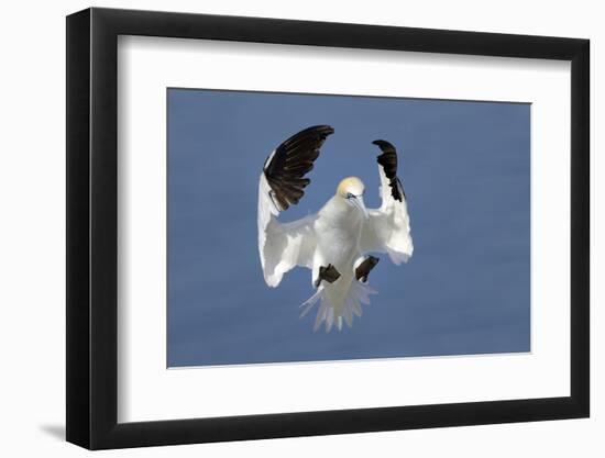 Gannet (Morus Bassanus) Landing In Colony, Bass Rock, Scotland, UK, July-Michel Poinsignon-Framed Photographic Print