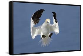 Gannet (Morus Bassanus) Landing In Colony, Bass Rock, Scotland, UK, July-Michel Poinsignon-Framed Stretched Canvas