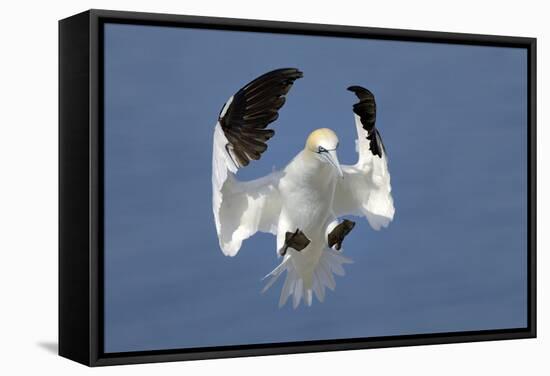 Gannet (Morus Bassanus) Landing In Colony, Bass Rock, Scotland, UK, July-Michel Poinsignon-Framed Stretched Canvas