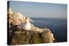 Gannet (Morus Bassanus) on Nest on Cliff. June 2010-Peter Cairns-Stretched Canvas