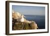 Gannet (Morus Bassanus) on Nest on Cliff. June 2010-Peter Cairns-Framed Photographic Print